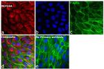 Rabbit IgG (H+L) Cross-Adsorbed Secondary Antibody in Immunocytochemistry (ICC/IF)