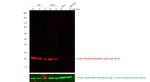 Rabbit IgG (H+L) Cross-Adsorbed Secondary Antibody in Western Blot (WB)