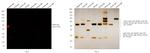 Rabbit IgG (H+L) Cross-Adsorbed Secondary Antibody in Western Blot (WB)