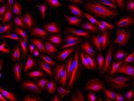 Mouse IgG (H+L) Cross-Adsorbed Secondary Antibody in Immunocytochemistry (ICC/IF)