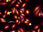 Mouse IgG (H+L) Cross-Adsorbed Secondary Antibody in Immunocytochemistry (ICC/IF)