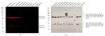 Mouse IgG (H+L) Cross-Adsorbed Secondary Antibody