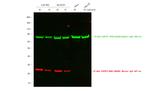 Mouse IgG (H+L) Cross-Adsorbed Secondary Antibody in Western Blot (WB)