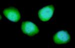 REDD1 Antibody in Immunocytochemistry (ICC/IF)