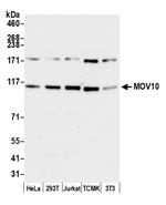 MOV10 Antibody in Western Blot (WB)