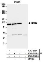 BRD2 Antibody in Immunoprecipitation (IP)