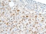 PCNA Antibody in Immunohistochemistry (Paraffin) (IHC (P))