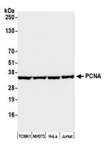 PCNA Antibody in Western Blot (WB)