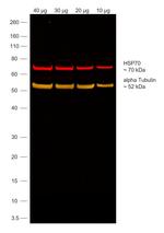 Rabbit IgG (Heavy chain) Secondary Antibody in Western Blot (WB)