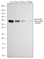 Human IgA (Heavy chain) Secondary Antibody in Western Blot (WB)