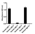 Human IgG1 (Heavy chain) Secondary Antibody in ELISA (ELISA)