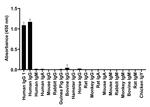 Human IgG1 (Heavy chain) Secondary Antibody