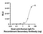 Human IgG Fc Secondary Antibody in ELISA (ELISA)