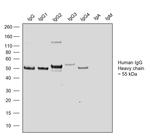 Human IgG Fc Secondary Antibody