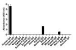 Human IgA (Heavy chain) Secondary Antibody