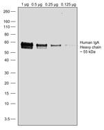 Human IgA (Heavy chain) Secondary Antibody in Western Blot (WB)