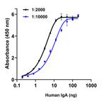 Human IgA (Heavy chain) Secondary Antibody in ELISA (ELISA)