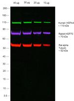 Human IgG Fc Secondary Antibody in Western Blot (WB)