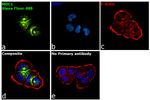 Human IgG Fc Secondary Antibody in Immunocytochemistry (ICC/IF)