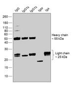 Human IgG (H+L) Secondary Antibody