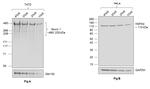 Human IgG (H+L) Secondary Antibody in Western Blot (WB)