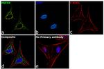 Goat IgG Secondary Antibody in Immunocytochemistry (ICC/IF)