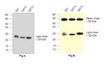 Human IgG (Light chain) Secondary Antibody