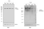 Human IgG (Light chain) Secondary Antibody in Western Blot (WB)