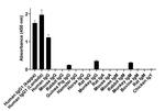 Human IgG (Light chain) Secondary Antibody