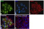 Human IgG (Light chain) Secondary Antibody in Immunocytochemistry (ICC/IF)