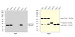 Human IgG (Kappa light chain) Secondary Antibody