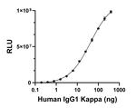 Human IgG (Kappa light chain) Secondary Antibody in ELISA (ELISA)