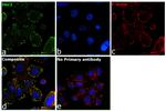 Human IgG (Kappa light chain) Secondary Antibody in Immunocytochemistry (ICC/IF)