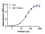 Human IgG (Kappa light chain) Secondary Antibody in ELISA (ELISA)