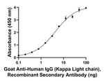 Human IgG (Kappa light chain) Secondary Antibody in ELISA (ELISA)