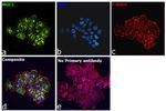 Human IgG (Kappa light chain) Secondary Antibody in Immunocytochemistry (ICC/IF)