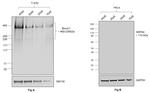 Human IgG (Kappa light chain) Secondary Antibody