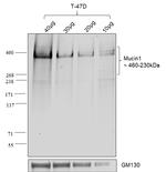 Human IgG (Kappa light chain) Secondary Antibody in Western Blot (WB)