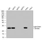 Human IgG (Kappa light chain) Secondary Antibody