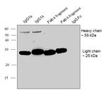 Human IgG Fab Secondary Antibody