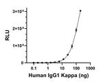 Human IgG (Kappa light chain) Secondary Antibody in ELISA (ELISA)