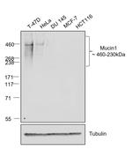 Human IgG (Kappa light chain) Secondary Antibody in Western Blot (WB)