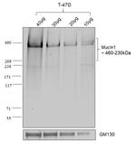 Human IgG (Kappa light chain) Secondary Antibody in Western Blot (WB)