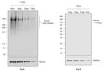 Human IgG (Kappa light chain) Secondary Antibody