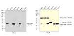 Human IgG (Lambda light chain) Secondary Antibody