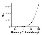 Human IgG (Lambda light chain) Secondary Antibody in ELISA (ELISA)