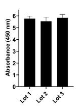 Human IgG (Lambda light chain) Secondary Antibody in ELISA (ELISA)