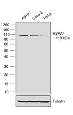 Human IgG (Lambda light chain) Secondary Antibody in Western Blot (WB)