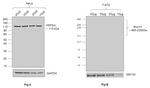 Human IgG (Lambda light chain) Secondary Antibody