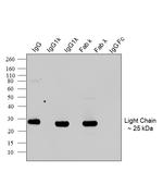 Human IgG (Lambda light chain) Secondary Antibody